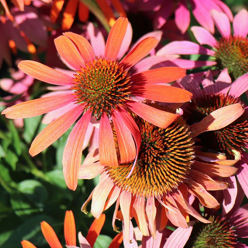 Echinacea Lakota Yellow - Echinacée (Floraison)