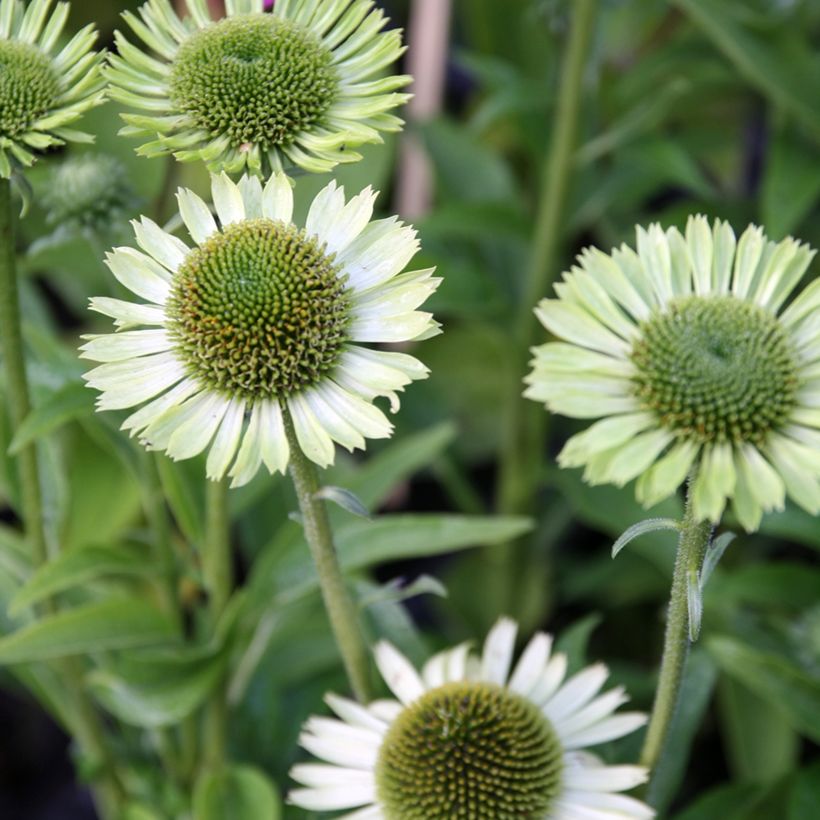 Echinacea Green Jewel - Echinacée (Floraison)