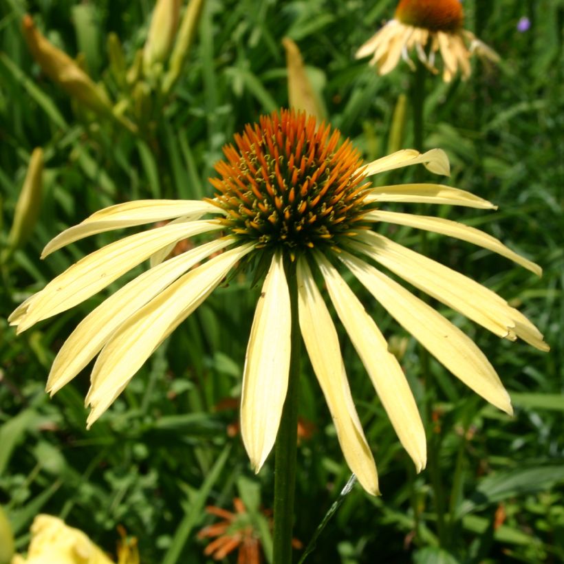 Echinacea Mango Medowbrite - Echinacée (Floraison)