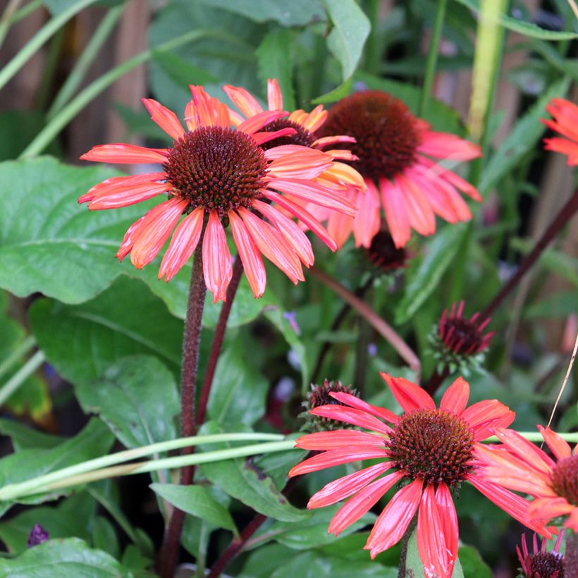 Echinacea SunSeekers Orange - Echinacée (Floraison)