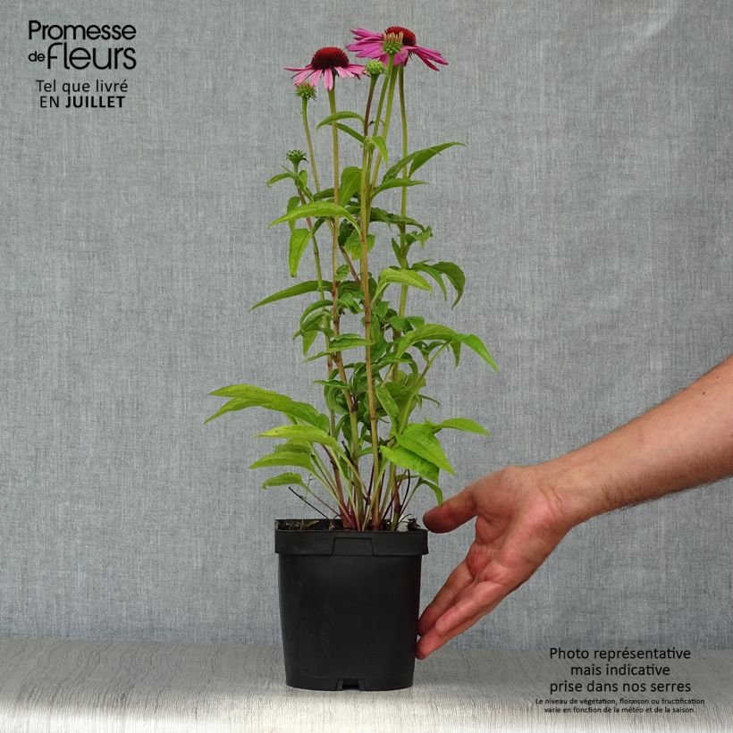Spécimen de Echinacea purpurea Magnus - Echinacée tel que livré en été