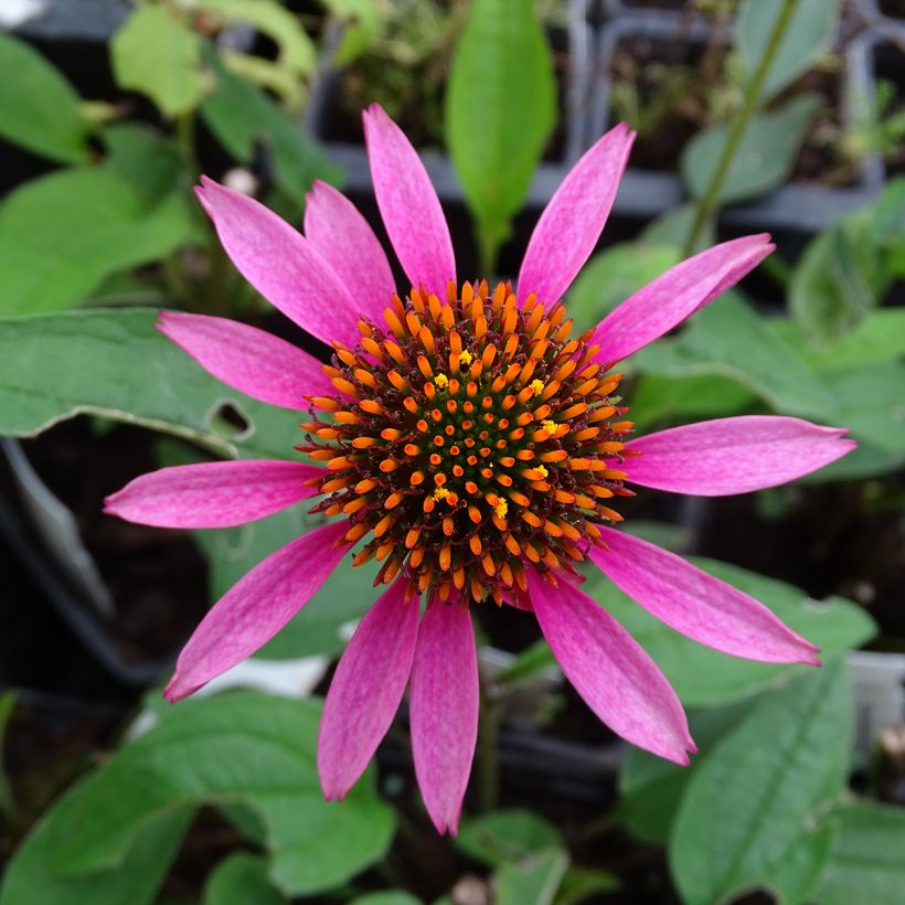 Echinacea purpurea Pica Bella - Echinacée (Floraison)