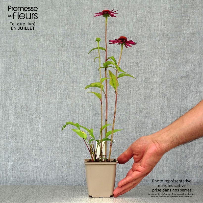Spécimen de Echinacea purpurea Pica Bella - Echinacée tel que livré en été