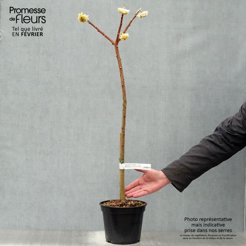 Spécimen de Edgeworthia chrysantha Nanjing Gold - Buisson à papier Pot de 2L/3L tel que livré en hiver