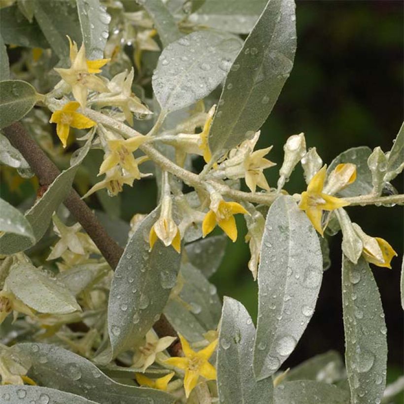 Elaeagnus commutata Zempin - Chalef argenté (Floraison)