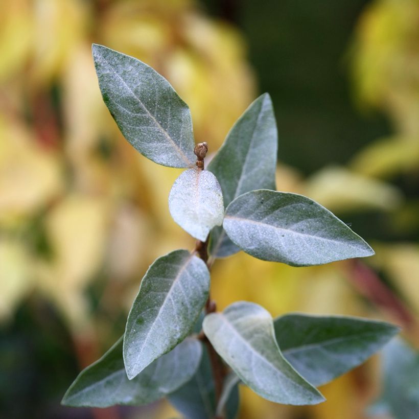 Elaeagnus commutata Zempin - Chalef argenté (Feuillage)