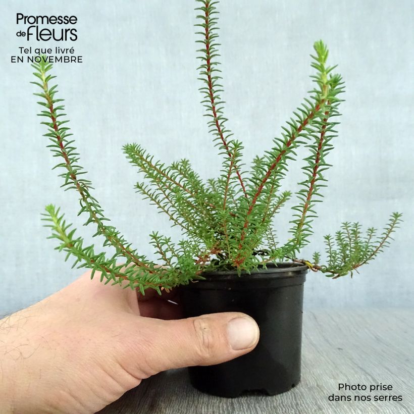 Spécimen de Empetrum nigrum - Camarine noire Pot de 10 cm/11cm tel que livré en automne