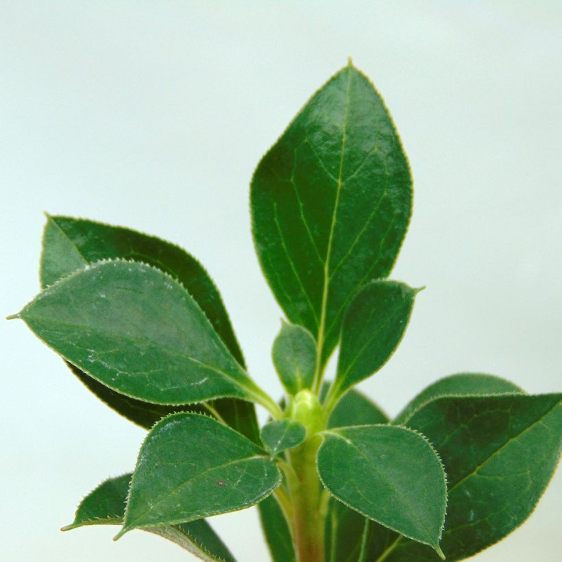 Enkianthus campanulatus - Andromède campanulée (Feuillage)