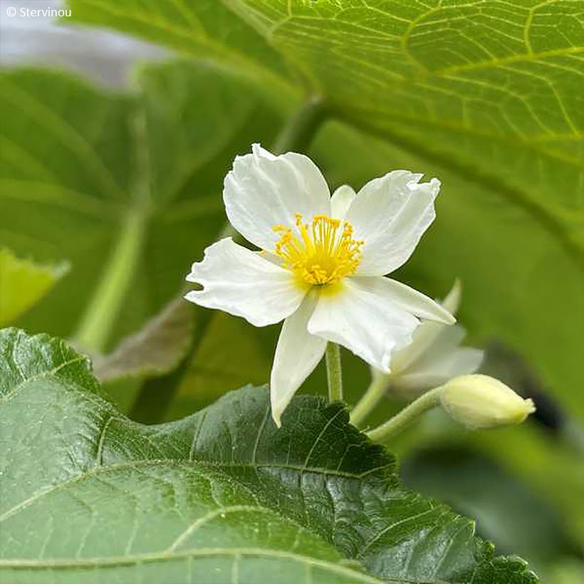 Entelea arborescens - Entélée arbustive (Floraison)