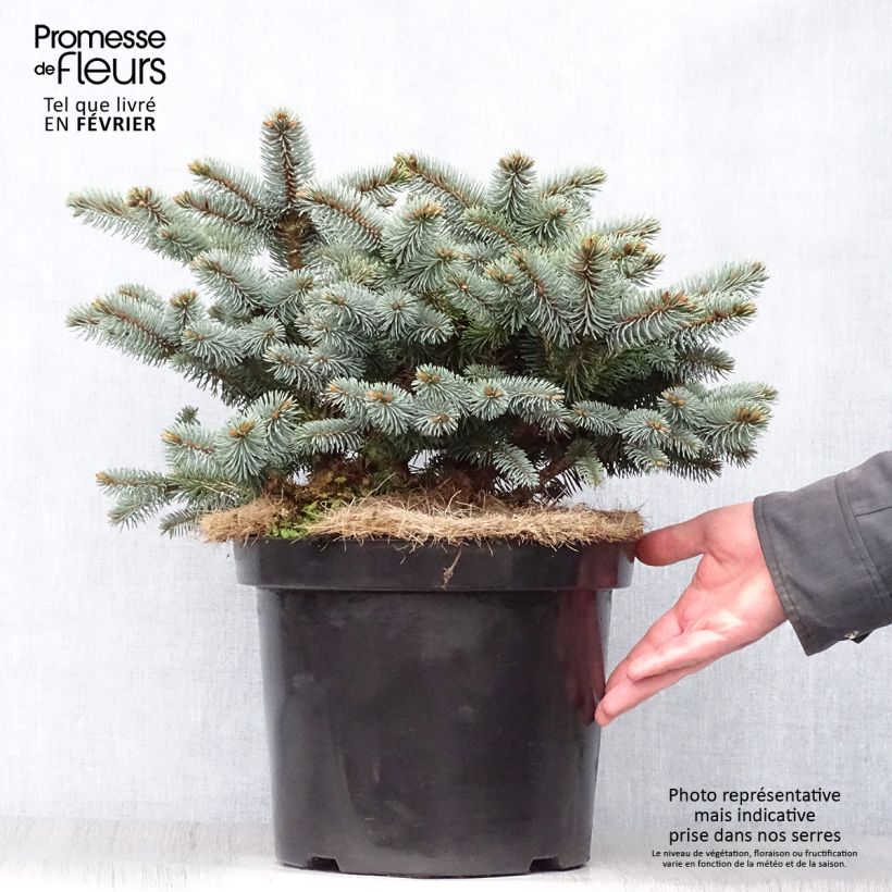 Spécimen de Epicea bleu - Picea pungens Glauca Globosa 20/30 cm en pot de 4L/5L                tel que livré en hiver