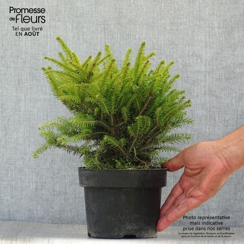Spécimen de Épicéa commun - Picea abies Nidiformis tel que livré en été