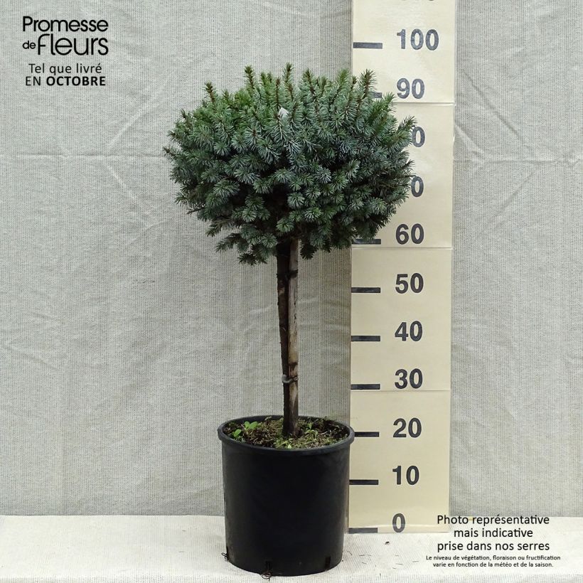 Spécimen de Épicéa de Sitka - Picea sitchensis Silberzwerg Pot de 12L/15L tel que livré en automne