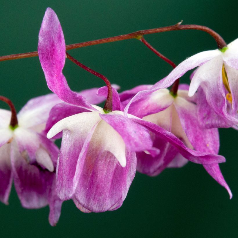 Epimedium Pumosum Roseum, Fleur des elfes (Floraison)