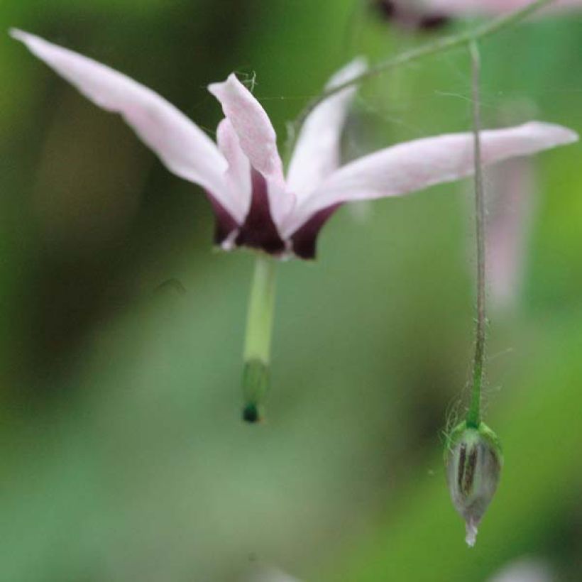 Fleur des Elfes, Epimedium fargesii Pink Constellation (Floraison)