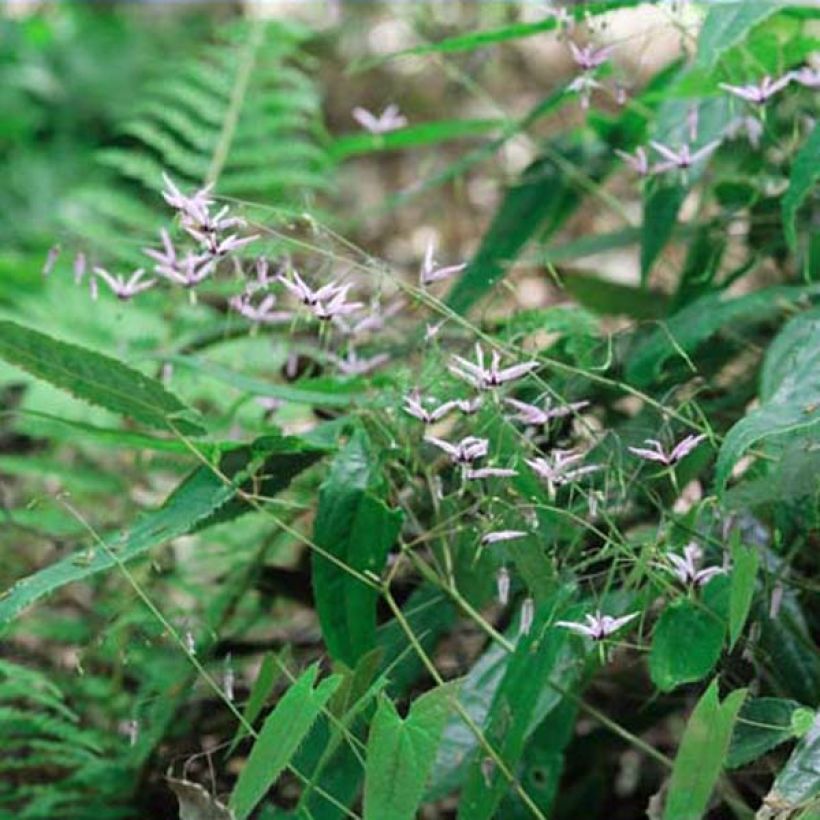 Fleur des Elfes, Epimedium fargesii Pink Constellation (Port)