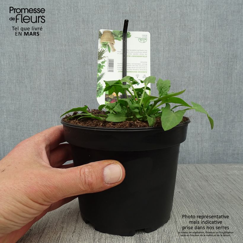 Spécimen de Epinard Fraise - Chenopodium capitatum Pot de 1,5L/2L tel que livré au printemps