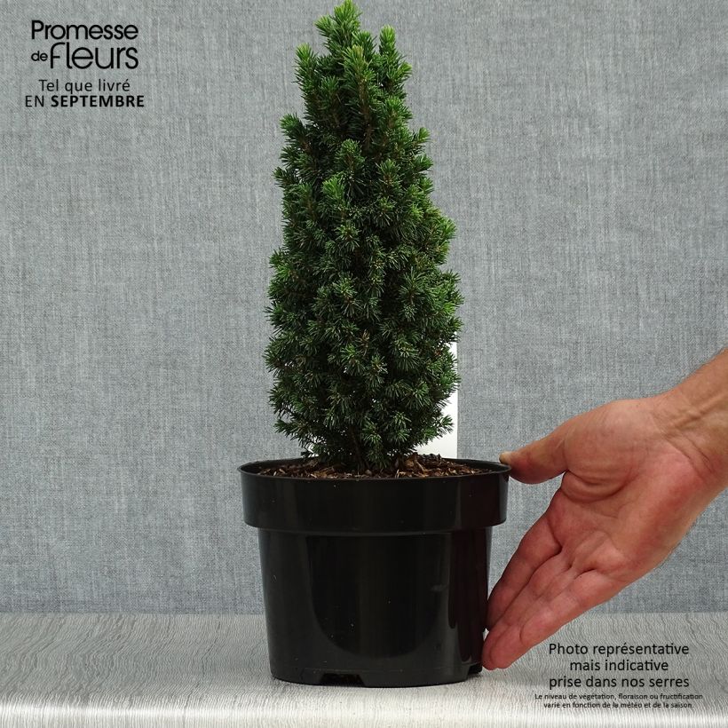 Spécimen de Epinette blanche - Picea glauca Piccolo tel que livré en automne