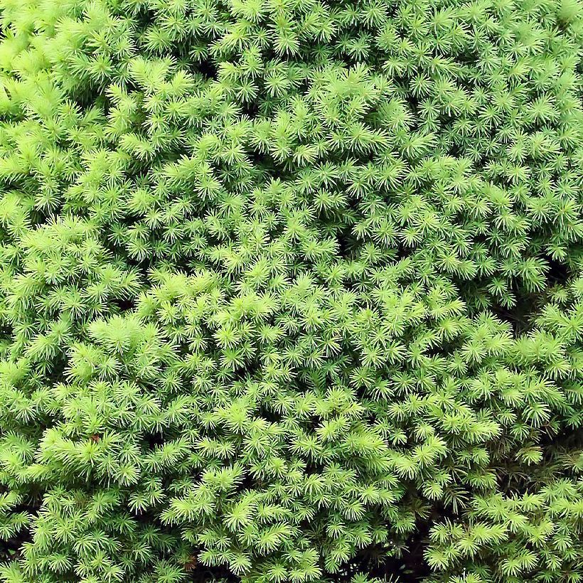 Epinette blanche - Picea glauca Zuckerhut (Feuillage)