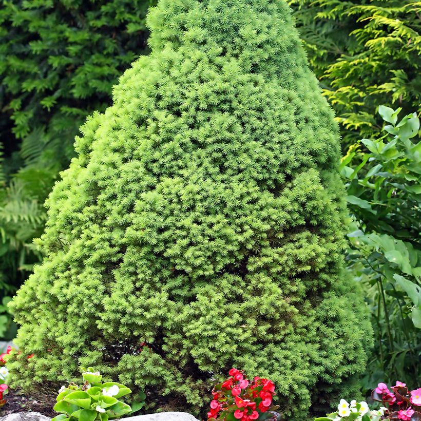 Epinette blanche - Picea glauca Zuckerhut (Port)