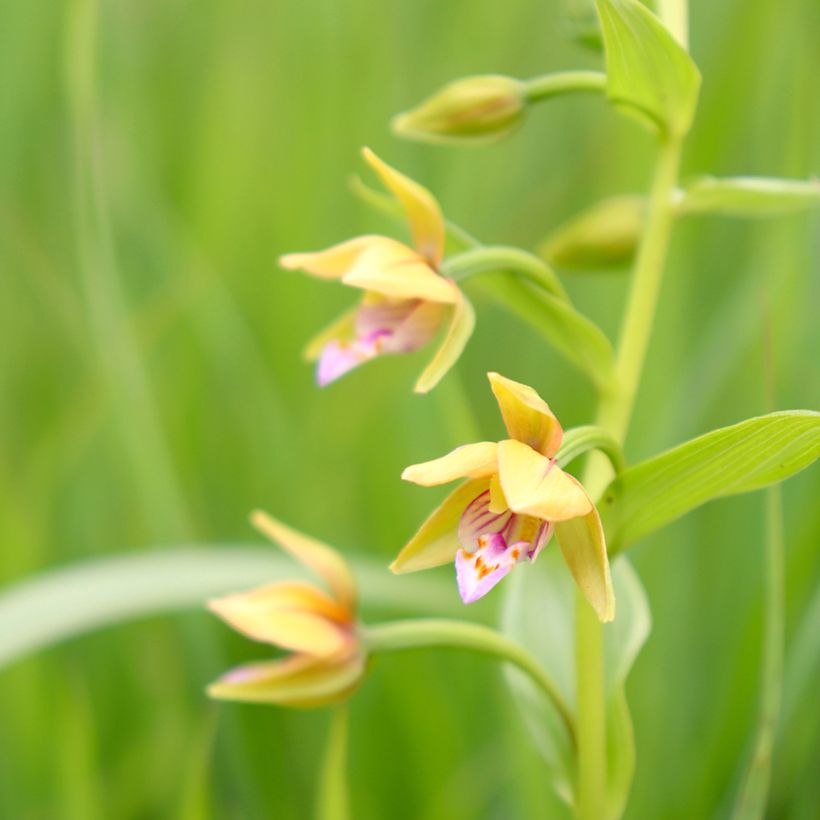 Epipactis thunbergii Yellow - Orchidée de jardin (Floraison)