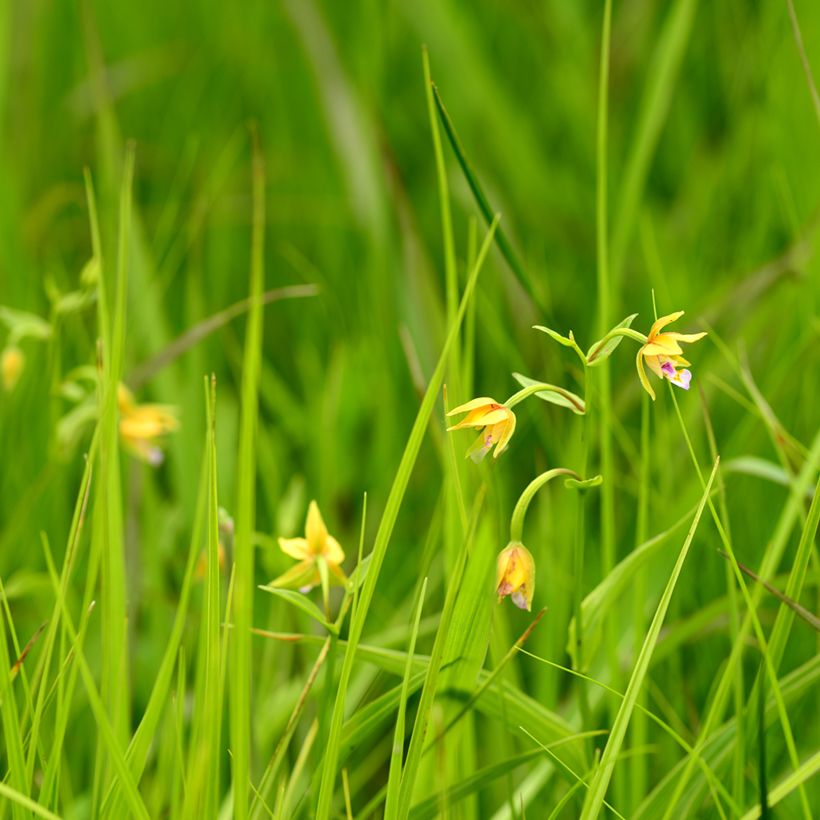 Epipactis thunbergii Yellow - Orchidée de jardin (Port)