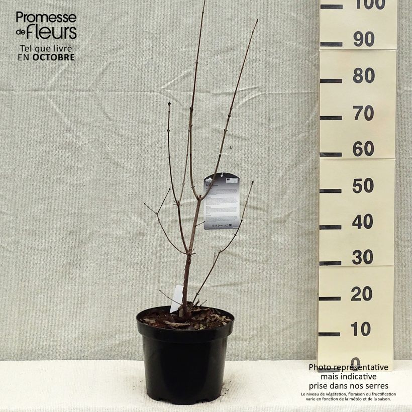 Spécimen de Érable cannelle - Acer griseum tel que livré en automne