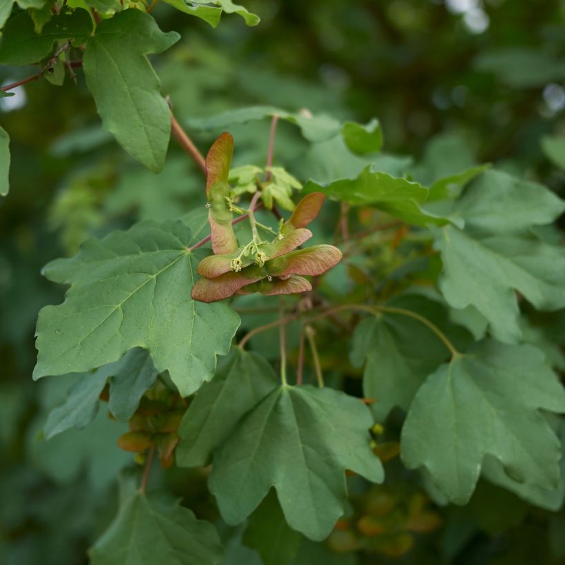 Erable champêtre - Acer campestre (Feuillage)