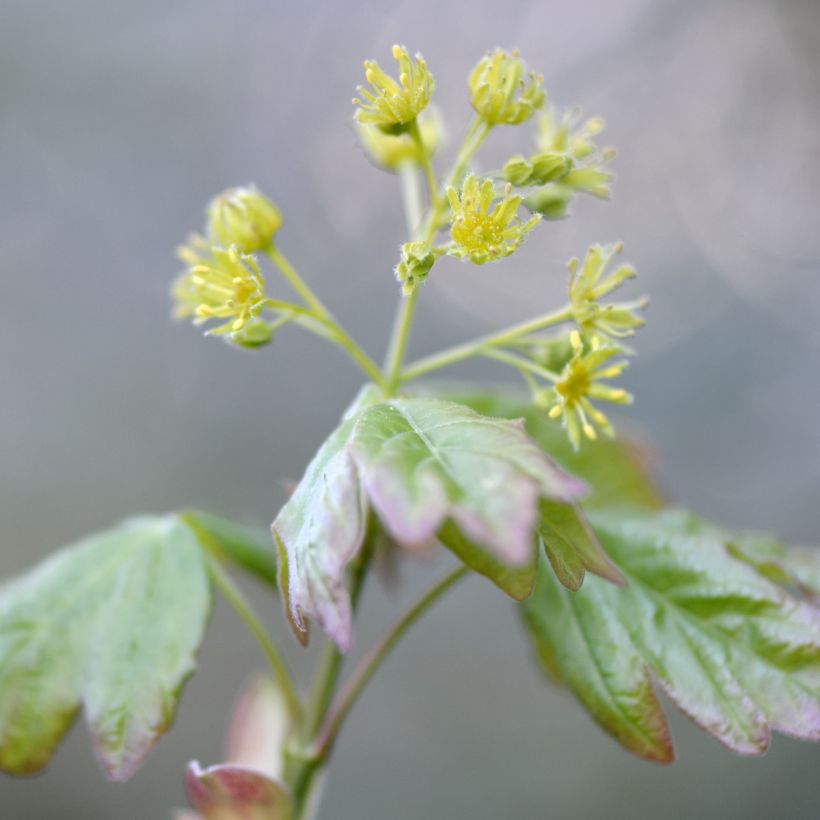 Erable champêtre - Acer campestre (Floraison)