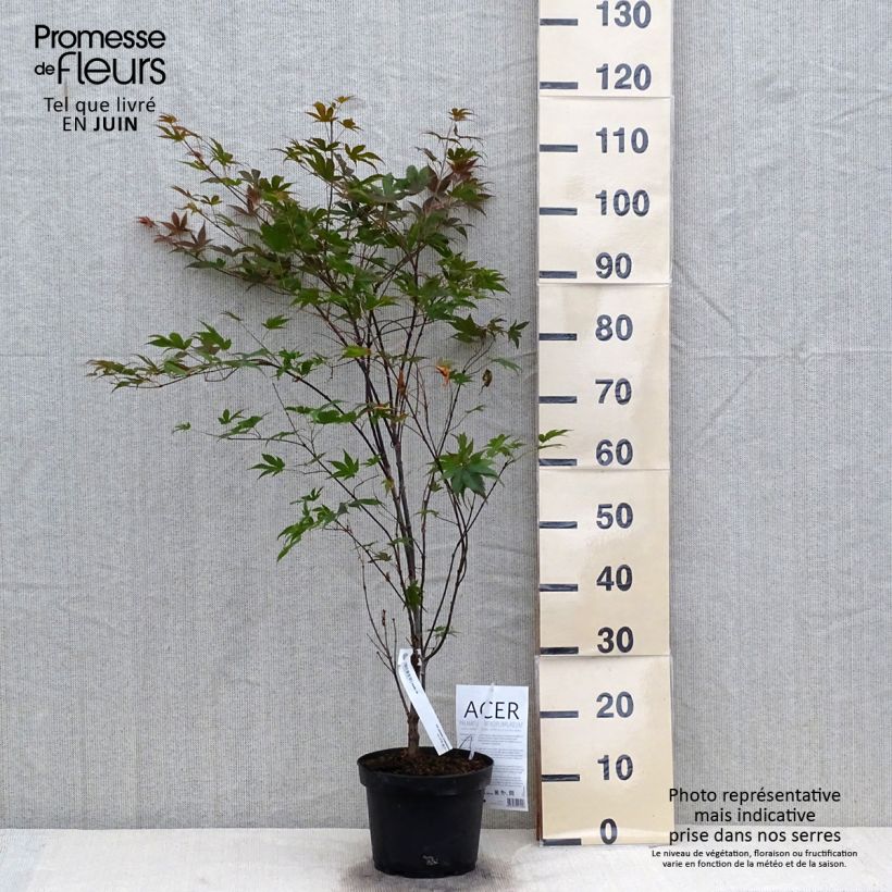 Spécimen de Érable du Japon - Acer palmatum Atropurpureum tel que livré en été