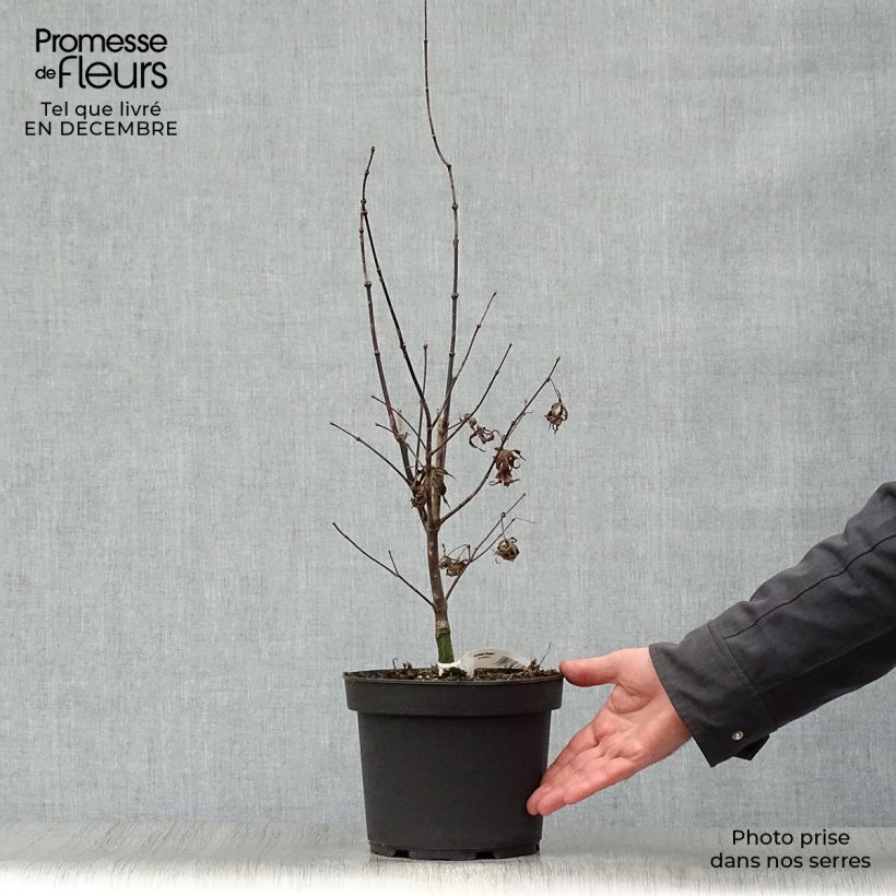 Spécimen de Erable du Japon - Acer palmatum Bloodgood pot de 3L/4L 40/60cm tel que livré en hiver