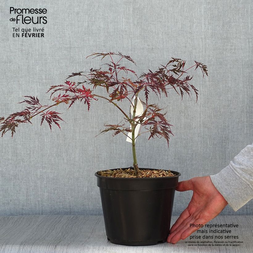 Spécimen de Érable du Japon - Acer palmatum Crimson Queen en pot de 2L/3L tel que livré en automne