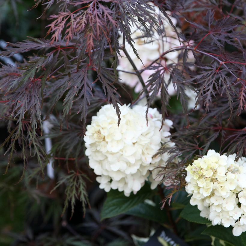 Erable du Japon - Acer palmatum Inaba-Shidare (Port)