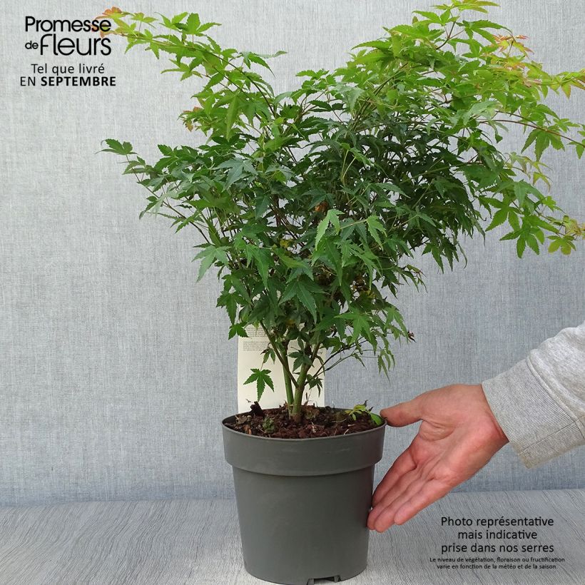 Spécimen de Érable du Japon - Acer palmatum Little Princess en pot de 2L/3L tel que livré en automne