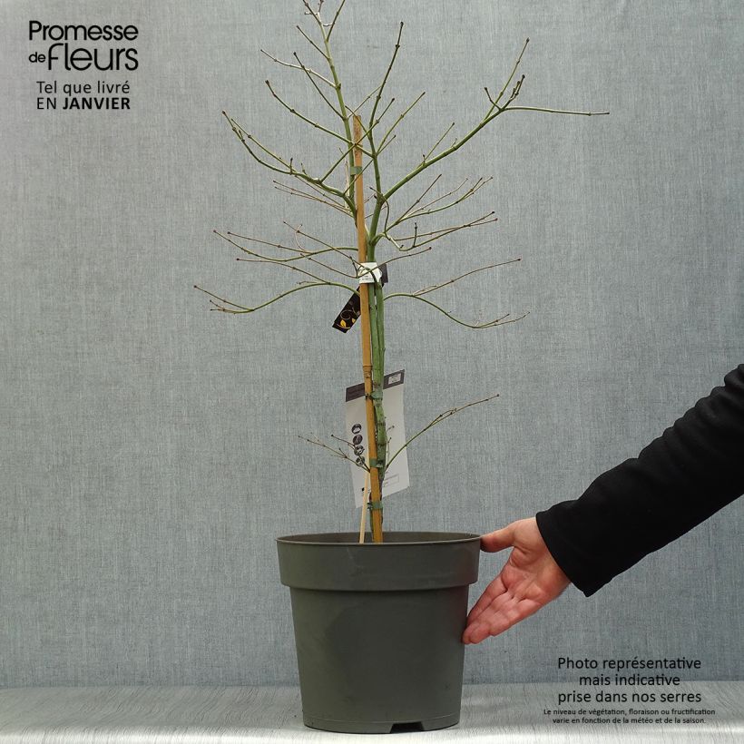 Spécimen de Erable du Japon - Acer palmatum Ornatum Pot de 10L tel que livré en hiver