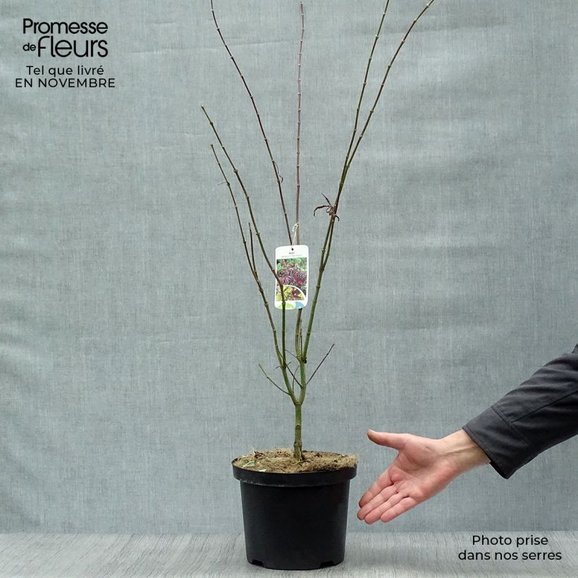 Spécimen de Erable du Japon - Acer palmatum Red Pygmy en pot de 4/5L tel que livré en automne