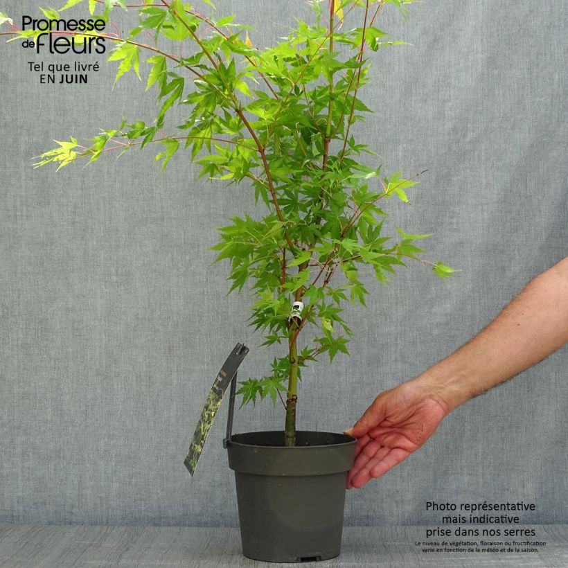 Spécimen de Erable du Japon - Acer palmatum Sangokaku (Senkaki) tel que livré en été