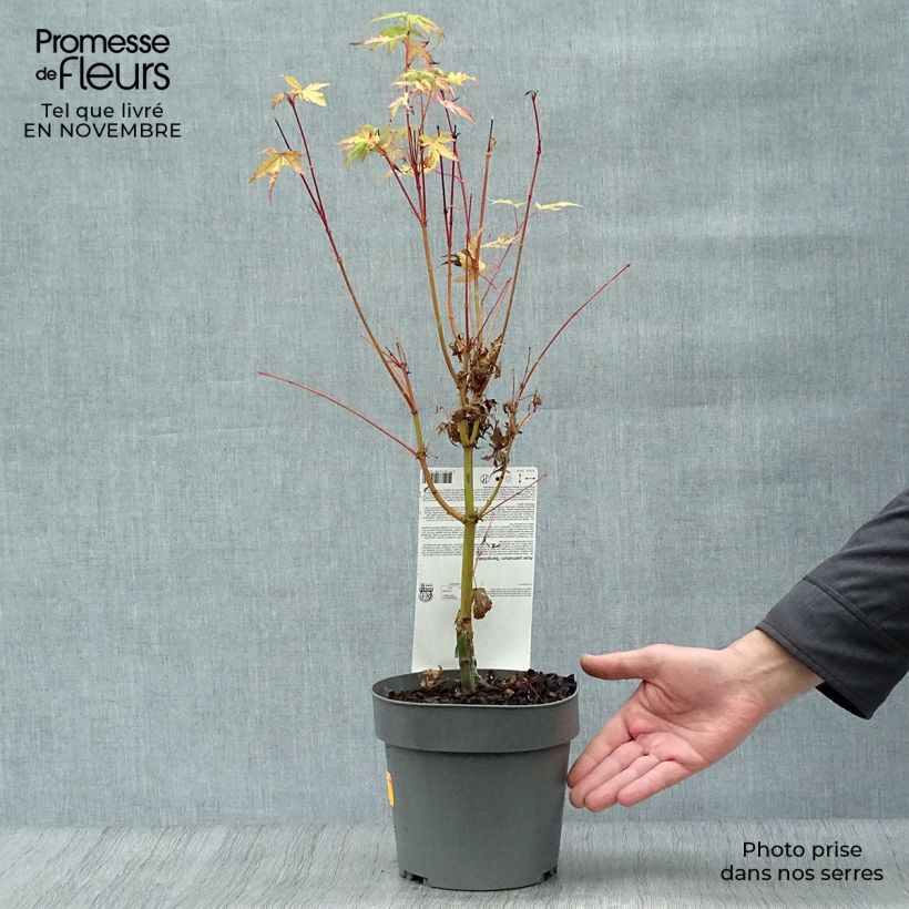 Spécimen de Erable du Japon - Acer palmatum Sangokaku (Senkaki) en pot de 2L/3L tel que livré en automne