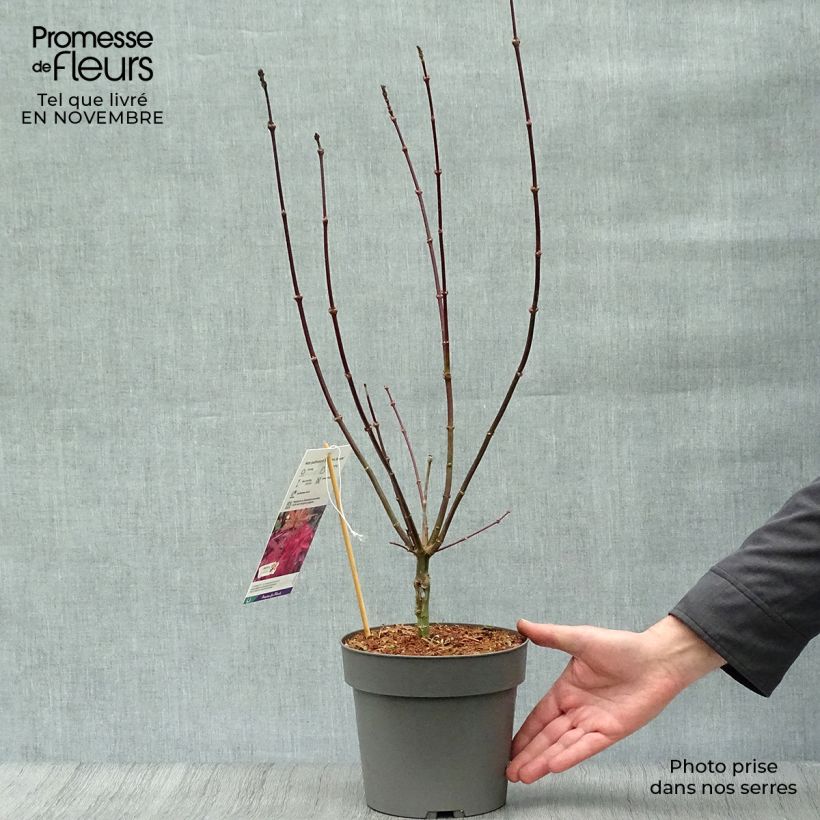 Spécimen de Erable du Japon - Acer palmatum Skeeter's Broom tel que livré en automne