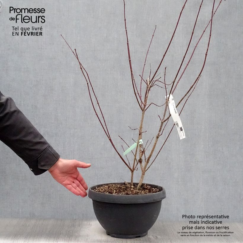 Spécimen de Érable du Japon - Acer palmatum Trompenburg tel que livré en hiver