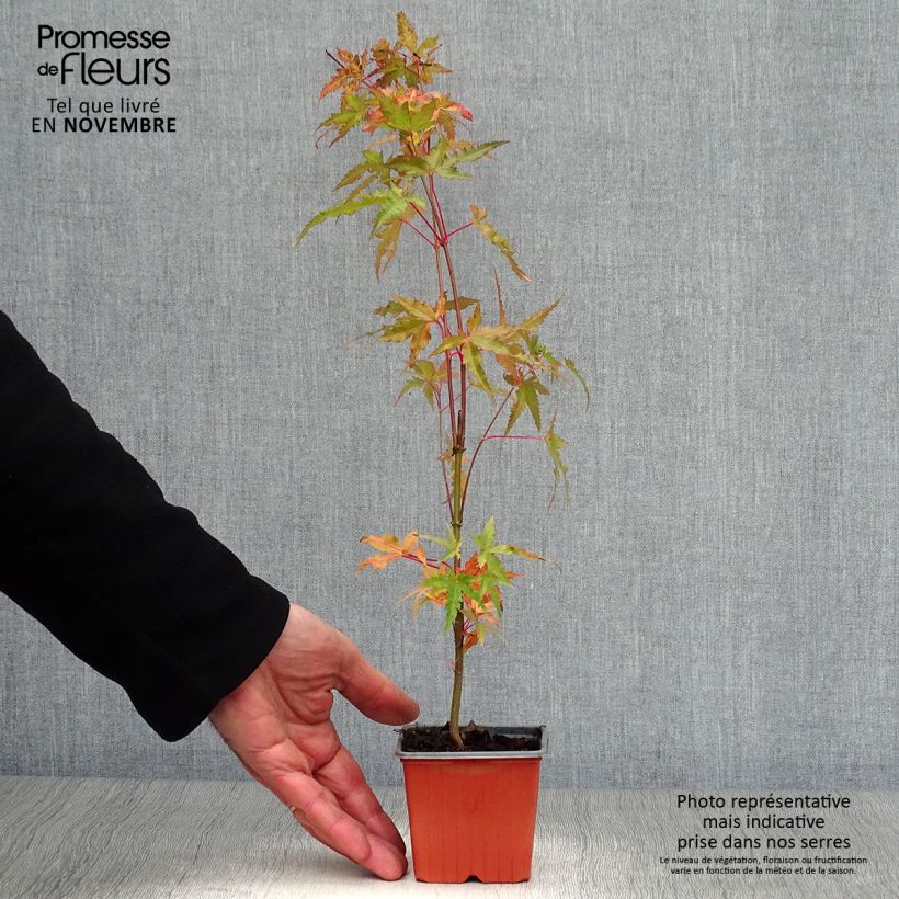 Spécimen de Érable du Japon - Acer palmatum tel que livré en automne