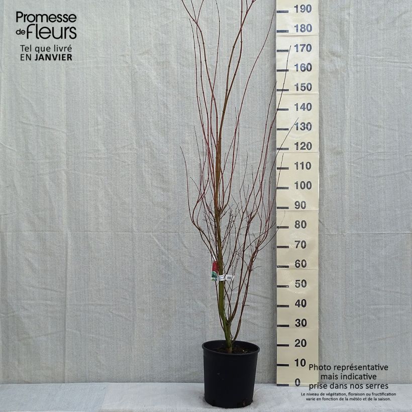 Spécimen de Érable du Japon - Acer palmatum pot 12L 100/125 tel que livré en hiver