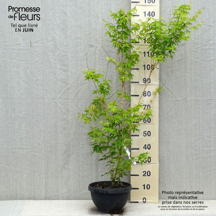 Spécimen de Érable du Japon Bi Hoo - Acer palmatum tel que livré en été