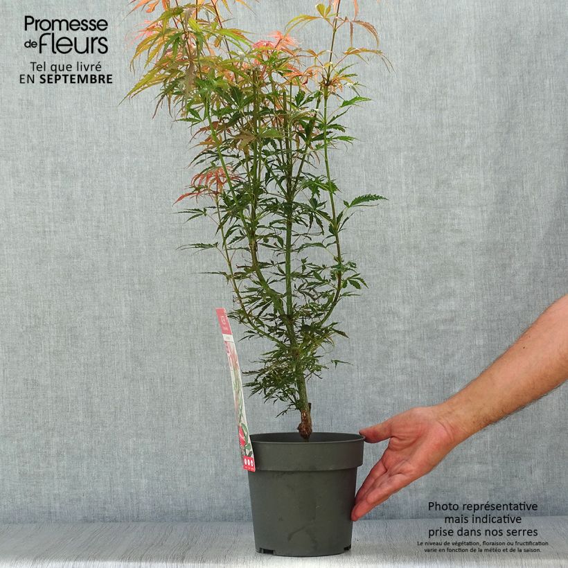 Spécimen de Érable du Japon Jerre Schwartz - Acer palmatum tel que livré en automne