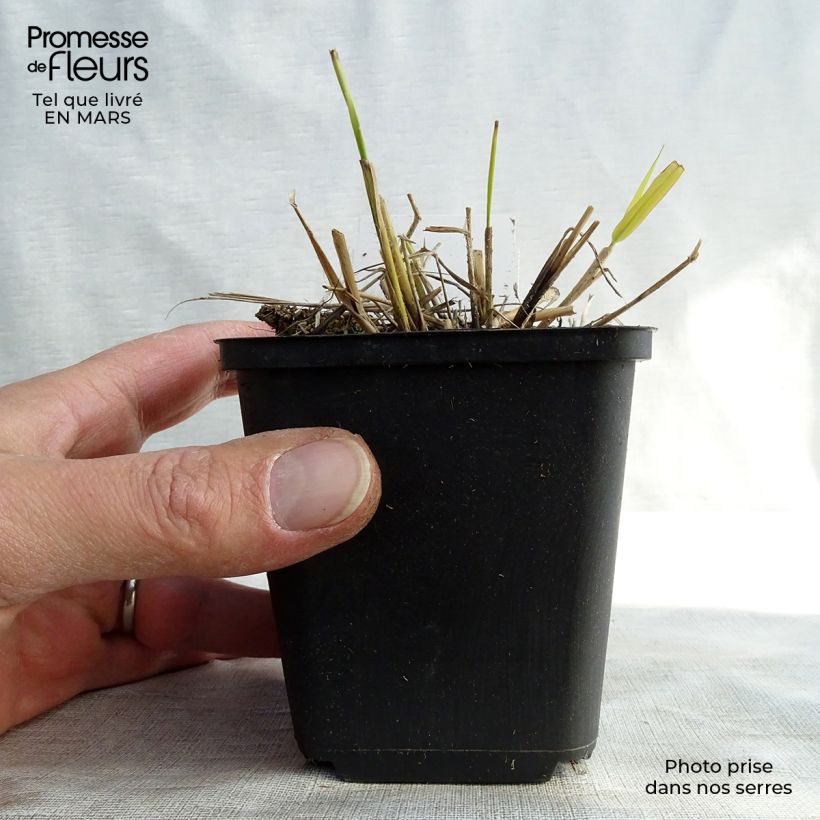 Spécimen de Eragrostis spectabilis Great Plains - Herbe d'amour Godet de 9cm tel que livré en hiver