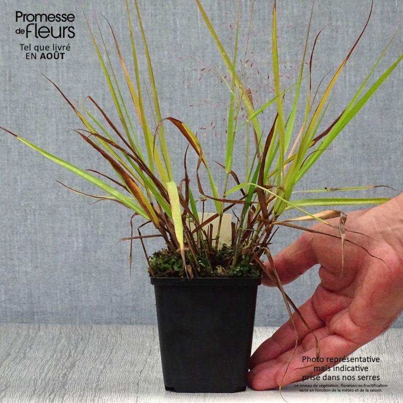 Spécimen de Eragrostis spectabilis Great Plains - Herbe d'amour tel que livré en été