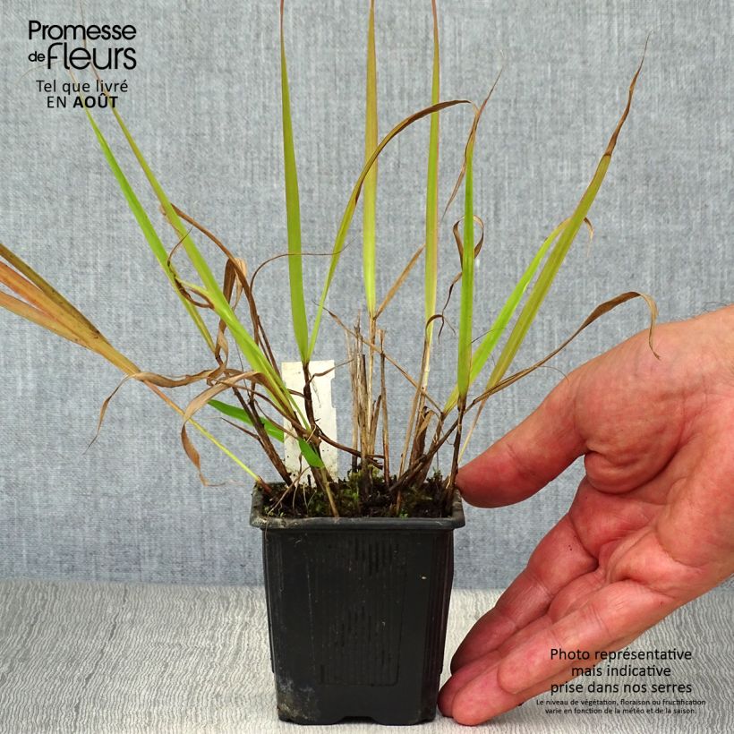 Spécimen de Eragrostis spectabilis - Herbe d'amour tel que livré en été