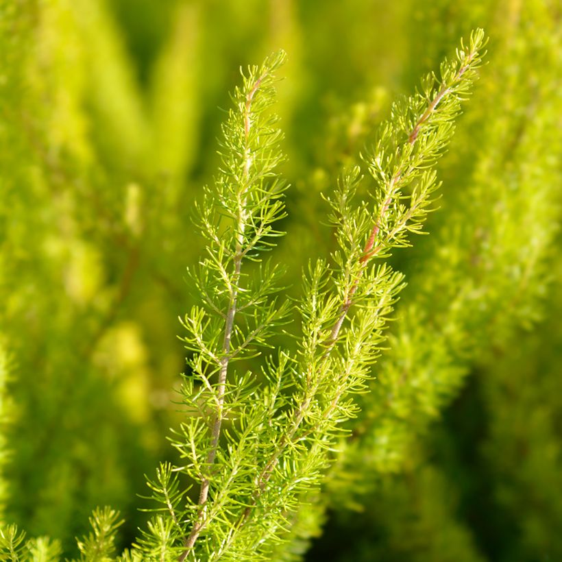 Erica arborea Albert's Gold - Bruyère arborescente (Feuillage)