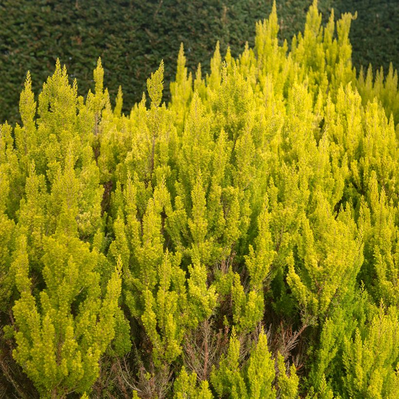 Erica arborea Albert's Gold - Bruyère arborescente (Port)