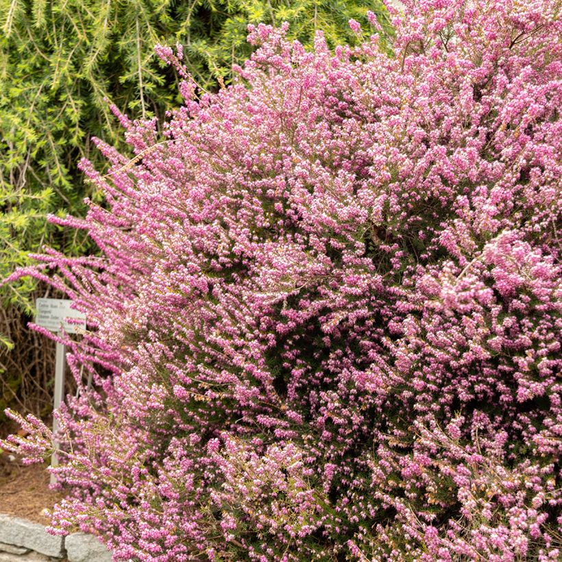 Erica darleyensis Darley Dale - Bruyère d'hiver (Port)