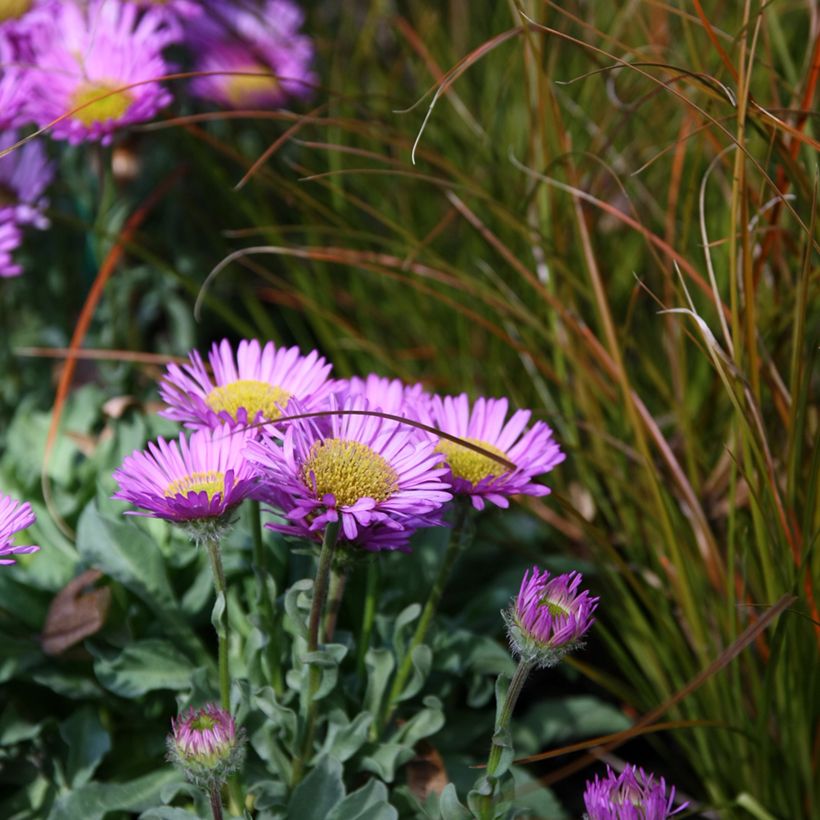 Erigeron glaucus Sea Breeze - Vergerette glauque (Port)